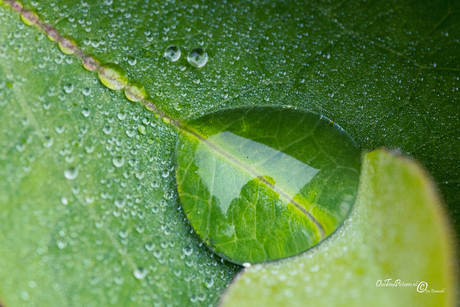 Teardrop of nature