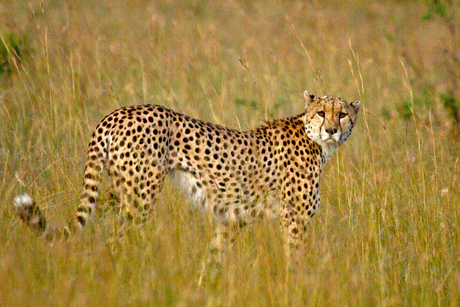 Kenia-Cheeta