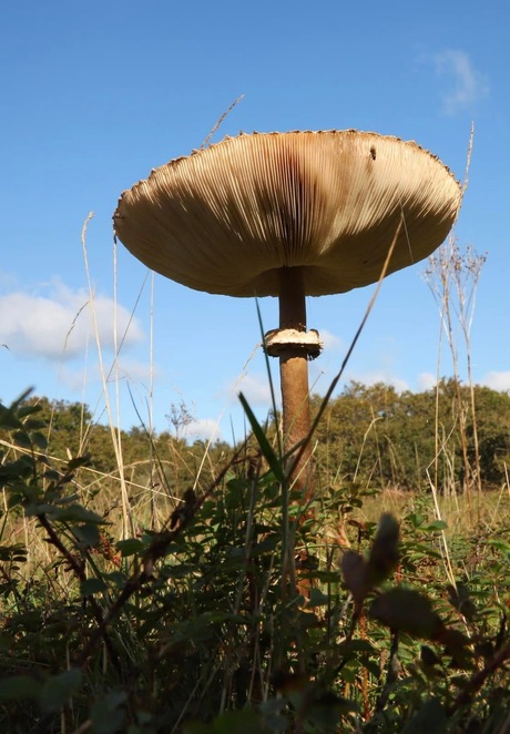 Reuze paddenstoel
