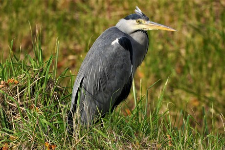 Reiger