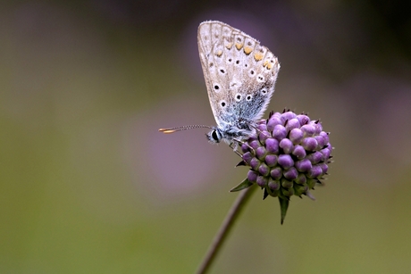 Icarus blauwtje mannetje