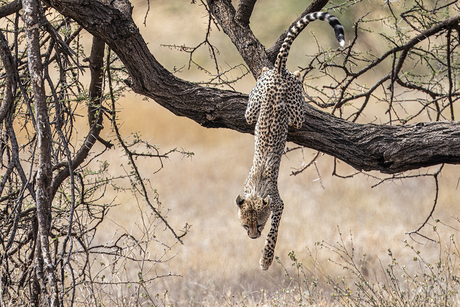 jonge cheetah