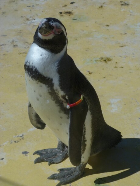 Pinguin