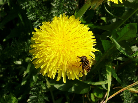 Bij op bloem