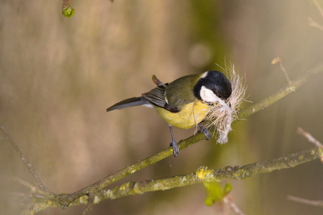 Nestbouwer