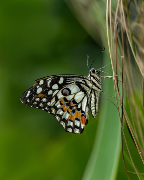 Contrastrijke vleugels