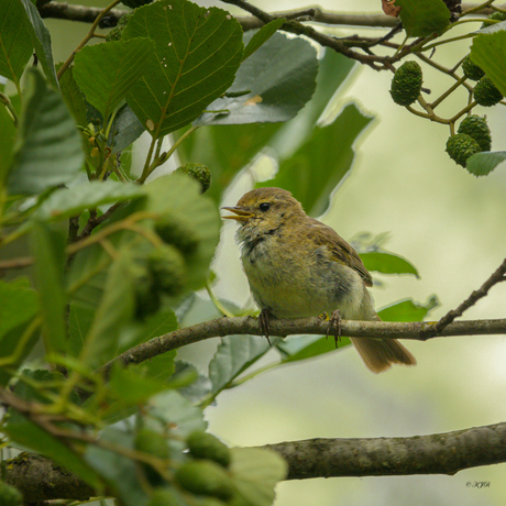  "Het concert van de vogels"