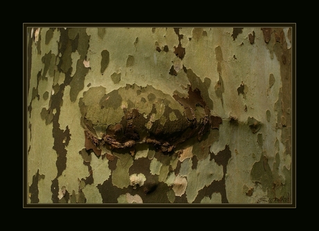 Boomstructuur 3 Plataan