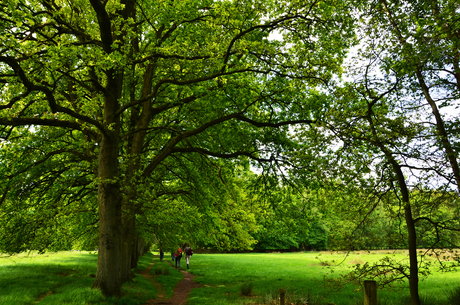 National Park Dwingelderveld 2