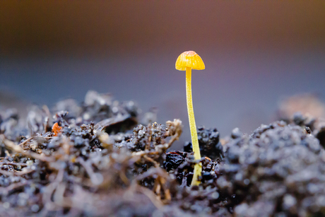 Oranje dwergmycena