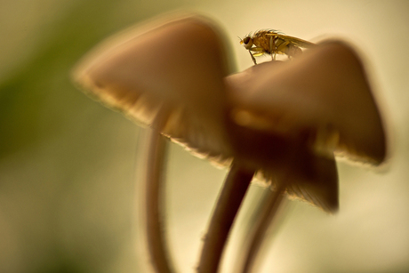 riding the mushrooms