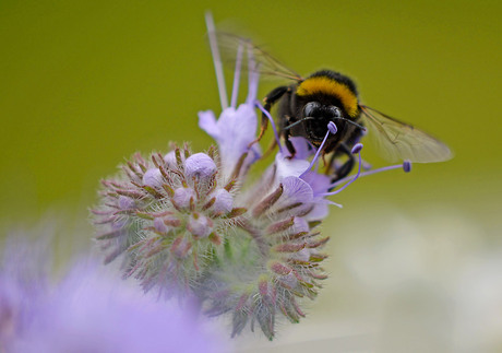 Hommel op een wilde bloem