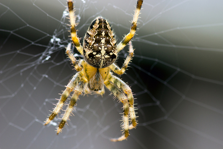 Spinnenseizoen