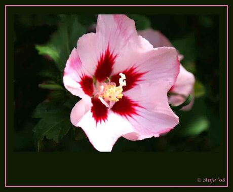 Hibiscus