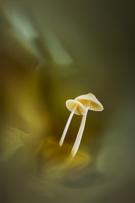samen in het gouden herfstlicht