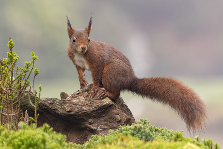 Eekhoorn op de uitkijk