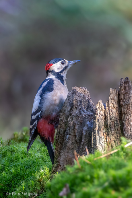 Grote bonte specht ♂