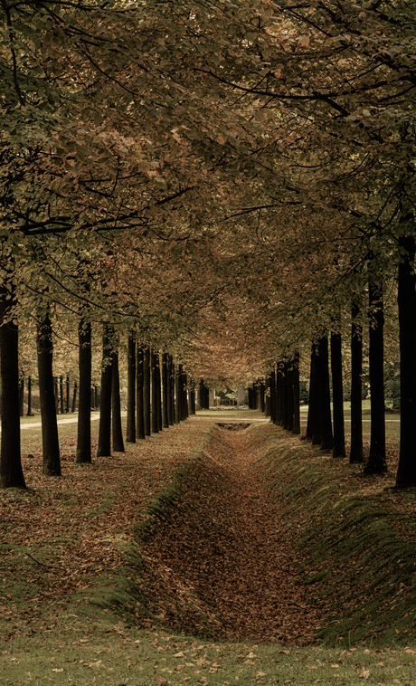 bospaden   beginnen de herfst kleuren vertonen.