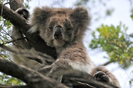 Arrogante koala