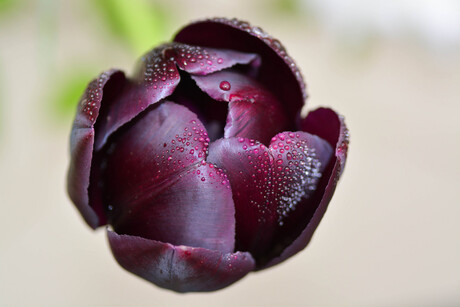 Tulp