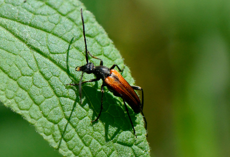 insekt op blad