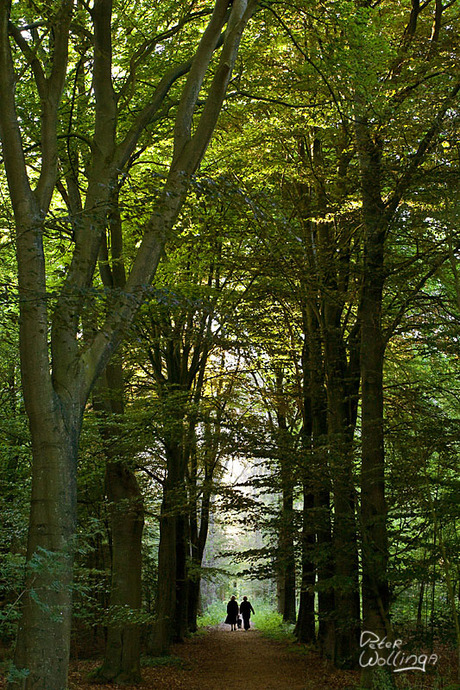 Wandelen in het bos