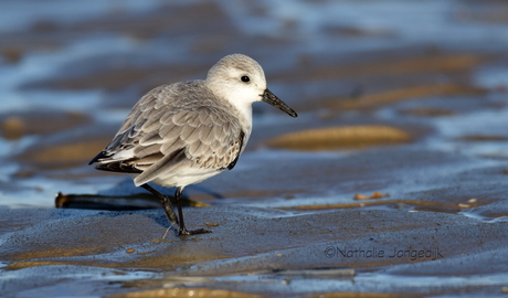 Drieteenstrandloper