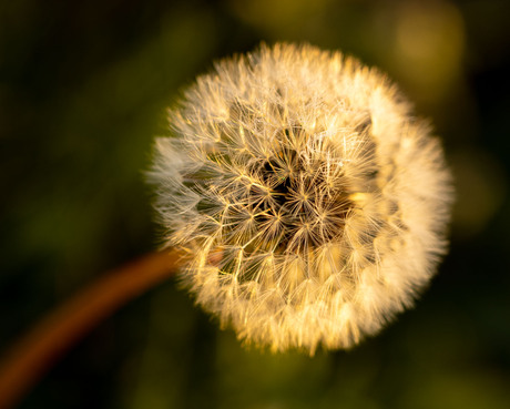 Paardenbloempluis