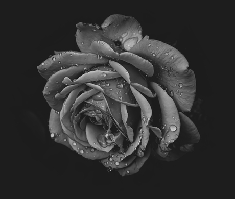 Black & White rose