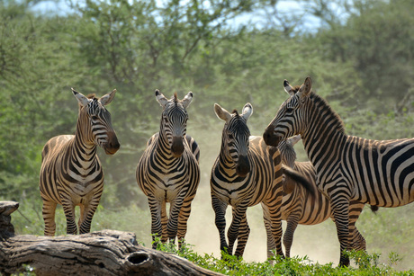 Groep zebra's - Kenia 2014