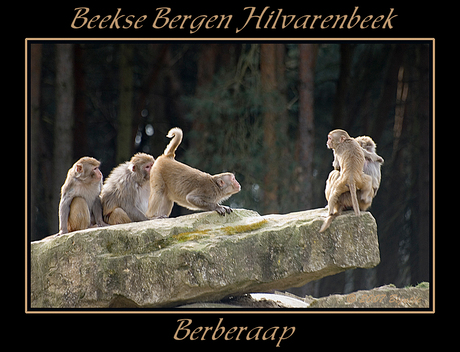 Berber apen?? 1