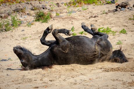 A Horse is a Horse.... maar dit is een Pony