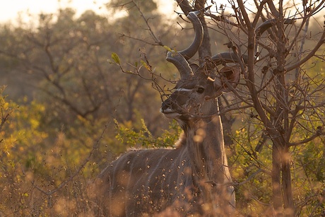 South Africa - Kudu in Kruger