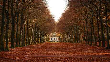 herfstbos heiloo