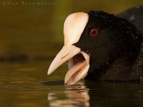 Zwarte schoonheid