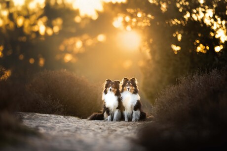 Golden glow