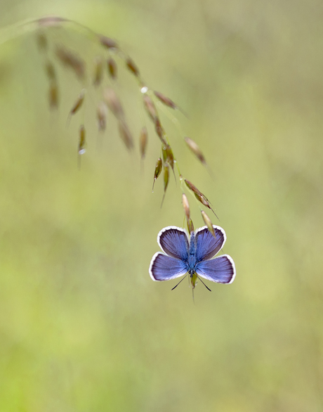 Blue...