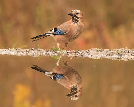 Gaai in de herfst