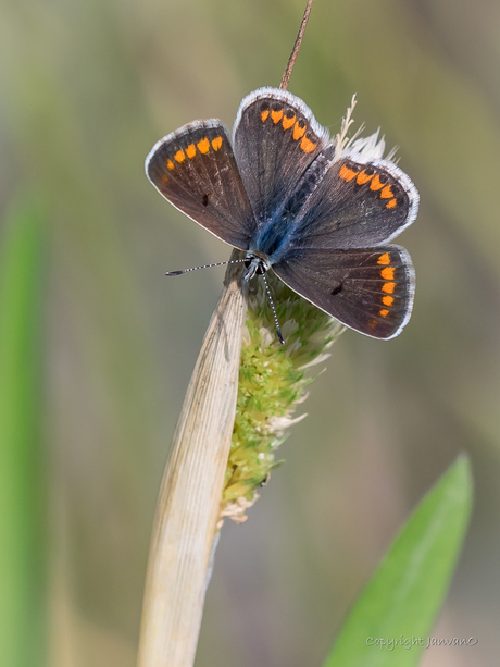 Brown and Blue