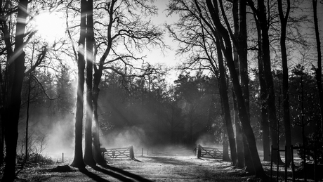 Dampende bomen