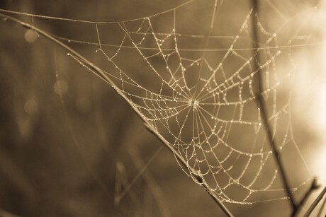 Herfst in Drenthe