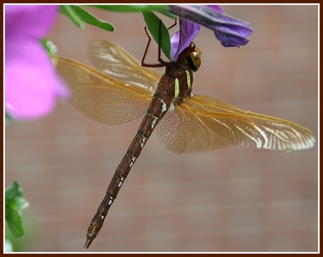 Libelle