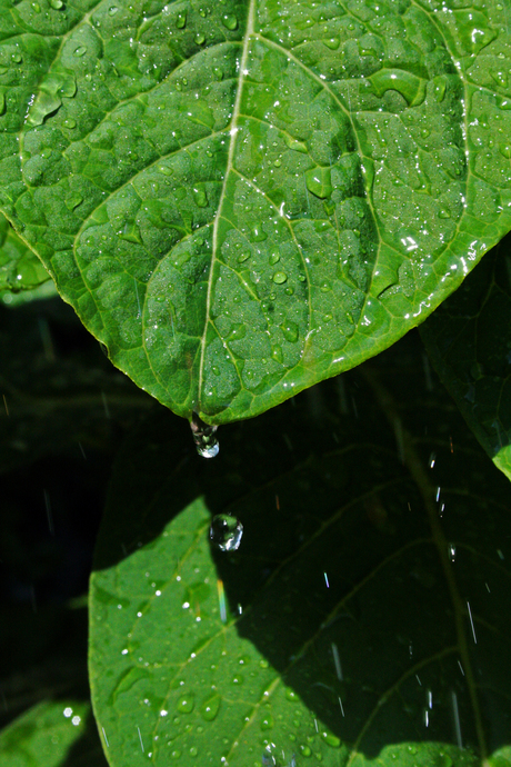 Waterdruppels op blad (2)