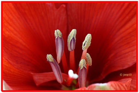 amaryllis