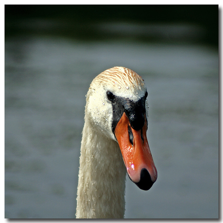 Portret van een zwaan