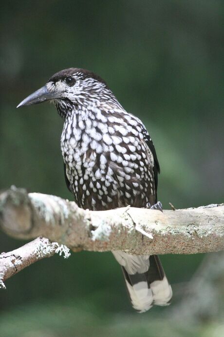 Notenkraker in Arosa, Zwitserland