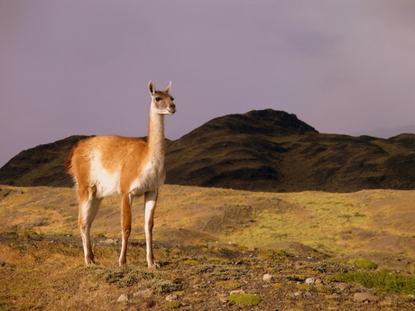 Guanaco, Patagonië