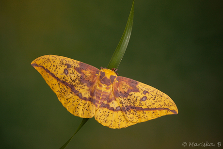 Eacles imperialis