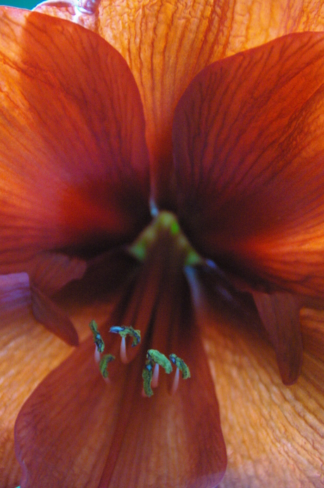 Amaryllis