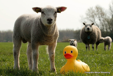 lammetje met eend.